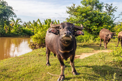 Thai water buffalos somewhere in isan thailand southeast asia