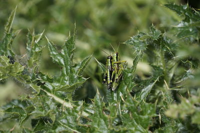 Close-up of cactus plant