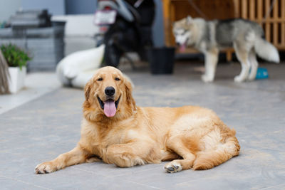 High angle view of golden retriever looking away