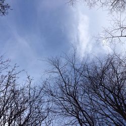 Low angle view of bare trees against sky