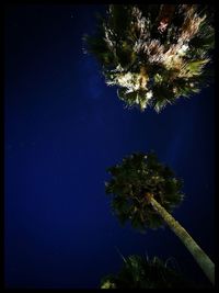 Low angle view of tree against sky at night