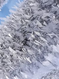 Full frame shot of snow covered tree