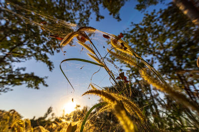 Low angle view of plant against sky