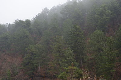 Trees in forest against sky