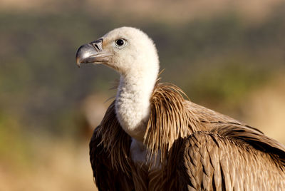 Close-up of eagle