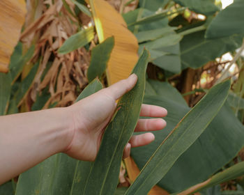 Close-up of hand holding leaves