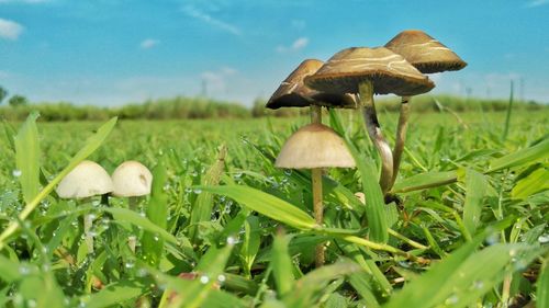 Close-up surface level of mushrooms