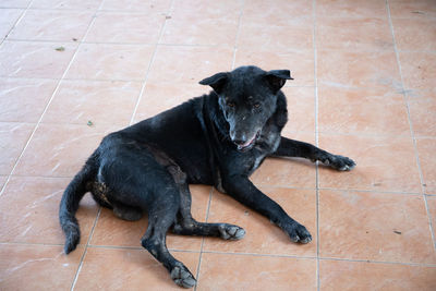 High angle view of dog relaxing on tiled floor