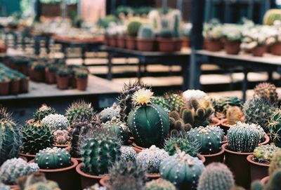 Close-up of succulent plants in pot