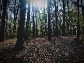 Trees growing in forest