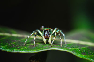 Close up a little jumping spider on green leaf, colorful jumping spider.