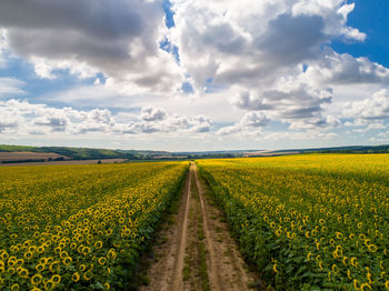 Scenic view of agricultural field against cloudy sky