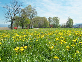 Yellow flowers growing on field