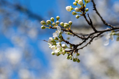 Close-up of white cherry blossom tree