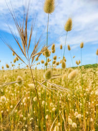 Close-up of stalks in field against sky