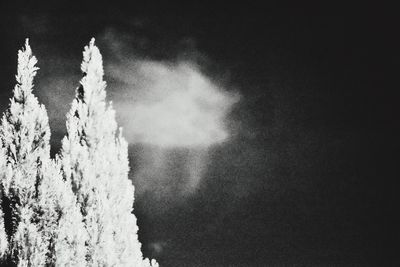 Low angle view of snow covered trees against sky