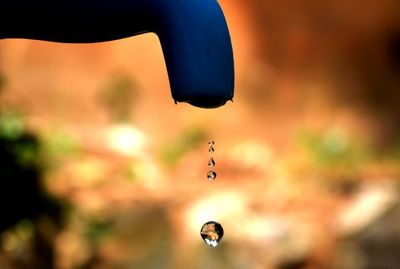 Close-up of insect on water