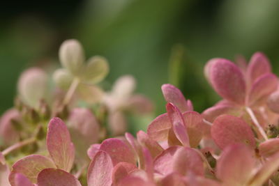 Close-up of pink flowering plants