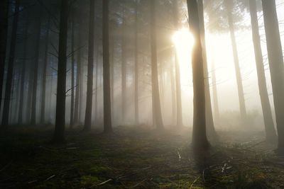Sunlight streaming through trees in forest
