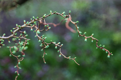 Close-up of fruit growing on tree