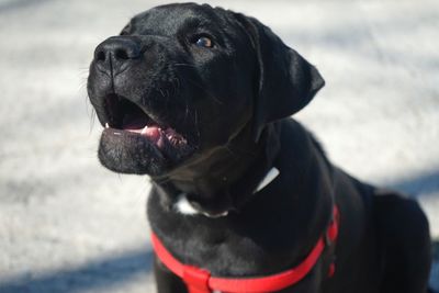 Close-up of puppy looking away