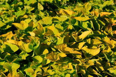 Full frame shot of yellow flowers