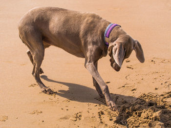 Side view of dog digging in the sand