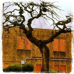 Bare trees with buildings in background