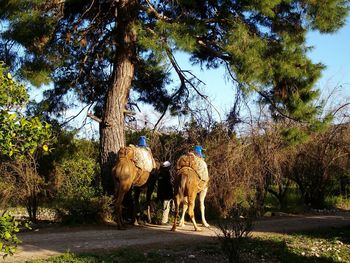 Two horses standing on field