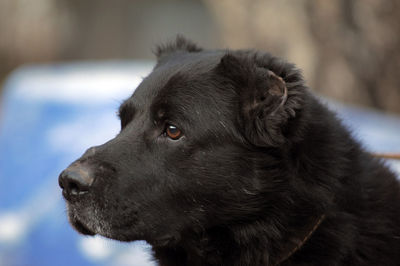 Close-up of a dog looking away