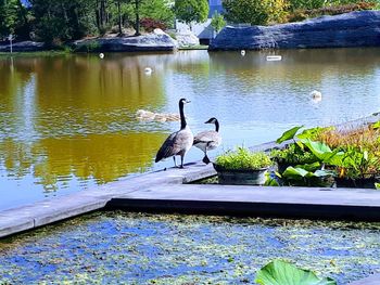 Swans swimming in lake