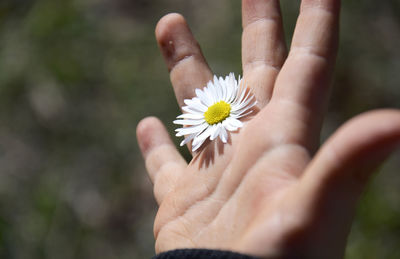 Close-up of hand holding flower