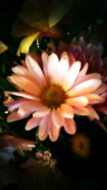 Close-up of flowers