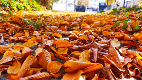 Close-up of dry leaves on land