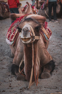 Portrait of camel sitting on sand