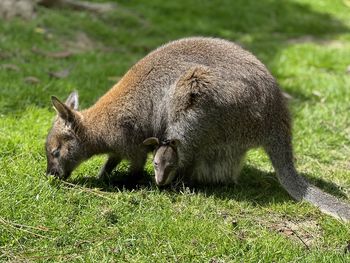 Baby wallaby 