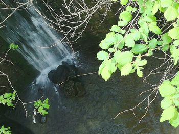 High angle view of plant growing in water