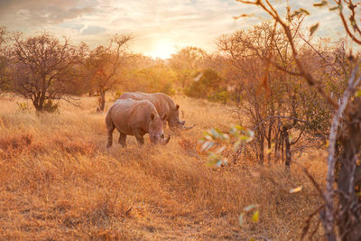 Rhinoceros standing on field