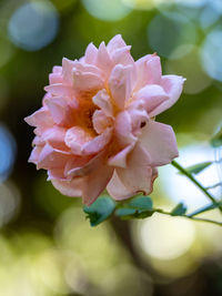 Close-up of pink flowering plant