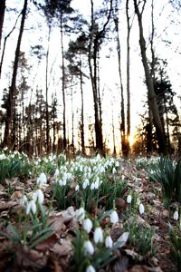 Plants and trees against sky