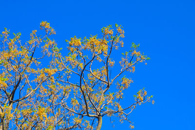 Low angle view of tree against clear blue sky