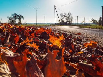 Close-up of autumn leaves on field against sky