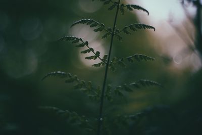 Close-up of fresh plant