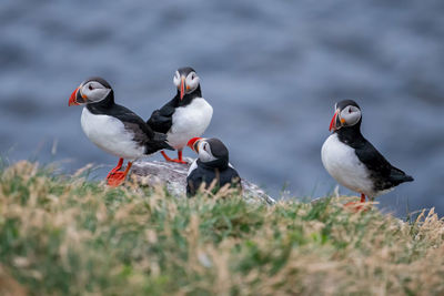 Puffins perching on field against lake