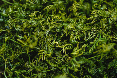 Full frame shot of fresh green plants