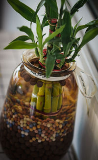 High angle view of potted plant on table