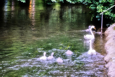 Bird swimming in lake