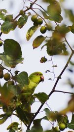 Low angle view of bird perching on branch