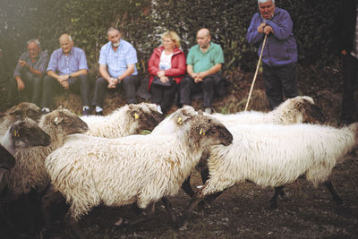 Portrait of sheep