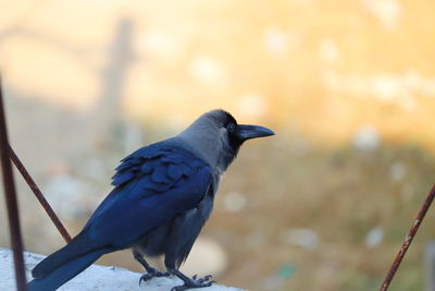 Close-up of bird perching on railing